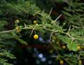 کرت، سلم، چِش، Babul/Kikar, Egyptian thorn, Sant tree, Al-sant , prickly acacia